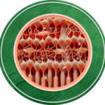 Fellows-icon-updated-150×150.png